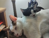 FUZZYCAT