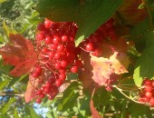 MilkyBerries11