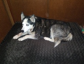 NikiTopDog